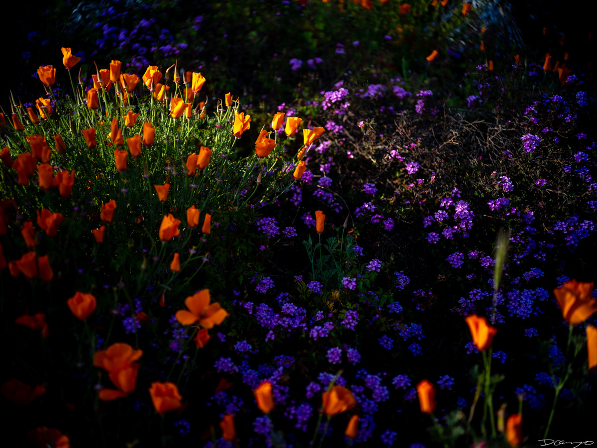 Pretty things that I wanted to take pictures of around Berkeley in 2023.